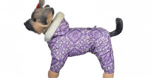 Бетховен 4.jpg