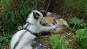 Домашние лисы.jpg