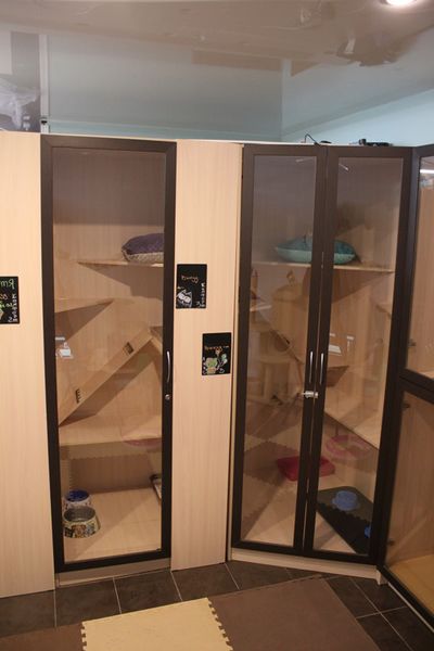 Файл:Мяус 4.jpg