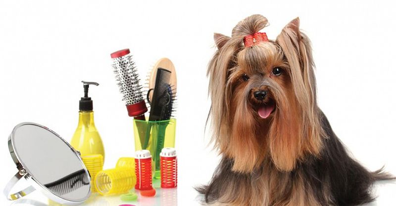 Файл:Groom 1.jpg