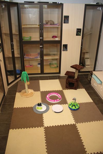 Файл:Мяус 1.jpg