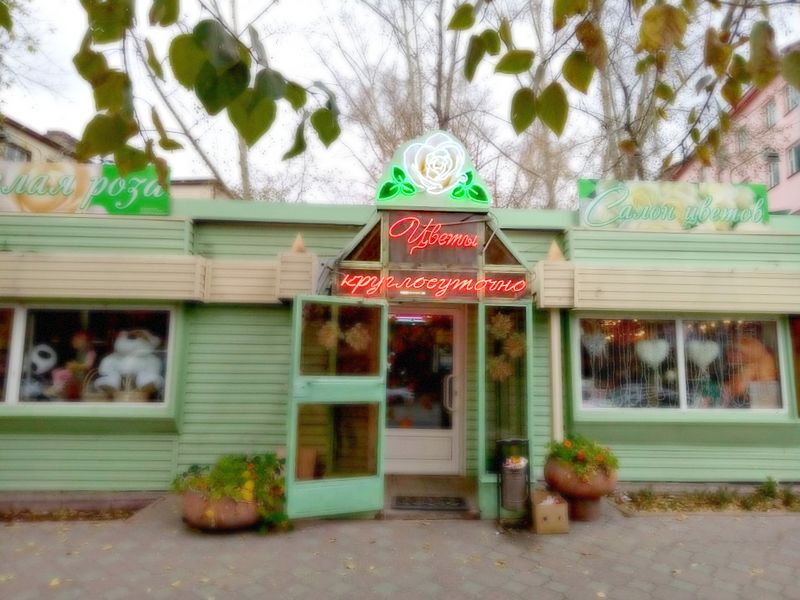 Файл:Белая Роза (Сибирский неон).jpg