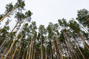 Боровая 14 (4).jpg